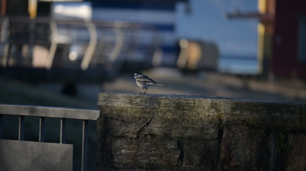 Lavandera Blanca - ML647128962