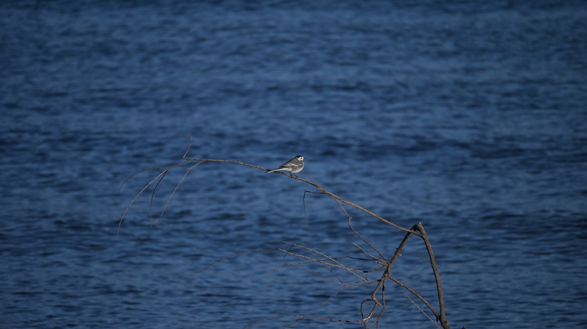 Lavandera Blanca - ML647128963