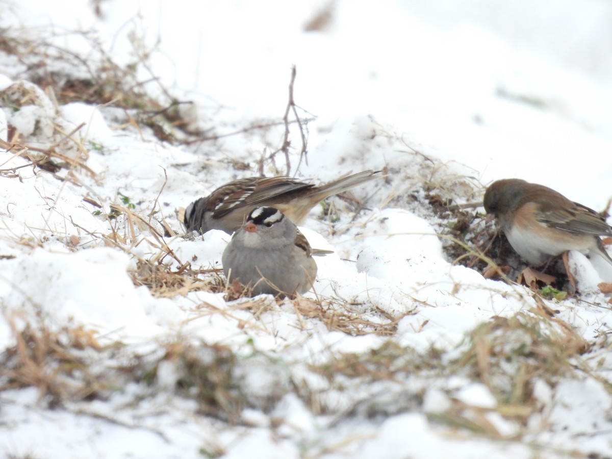 Chingolo Coroniblanco - ML647128964