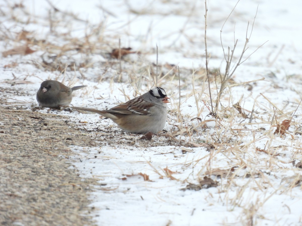 Chingolo Coroniblanco - ML647128966