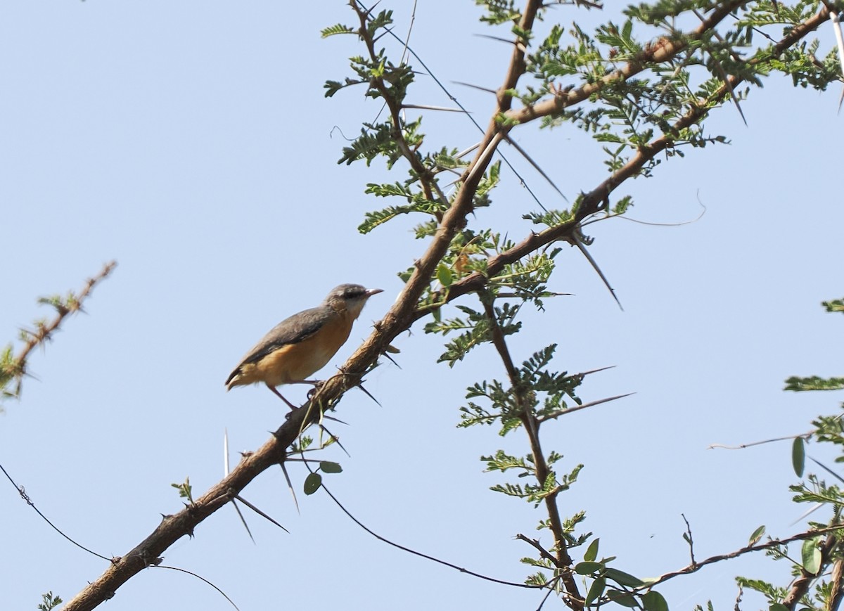 Crombec Norteño - ML647128968