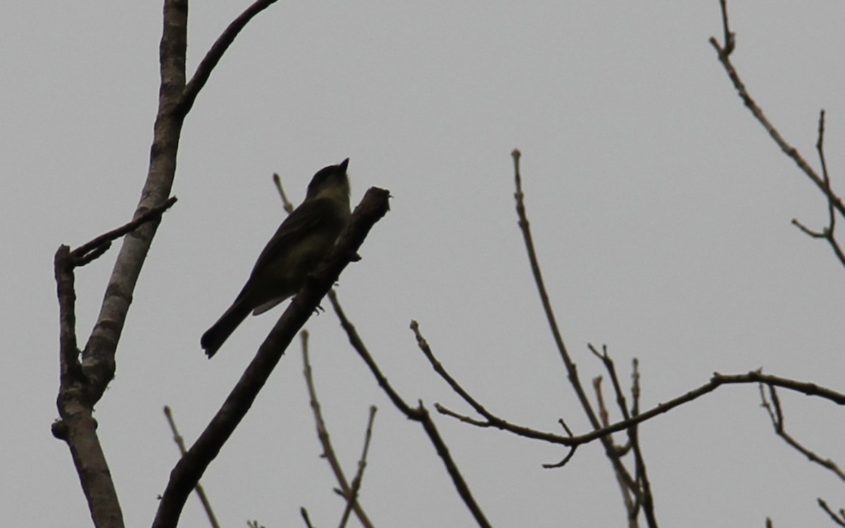 Mosquero Fibí - ML647128971