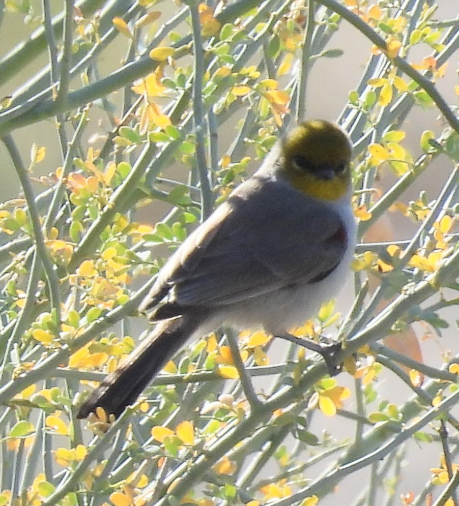 Pájaro Moscón Baloncito - ML647128975