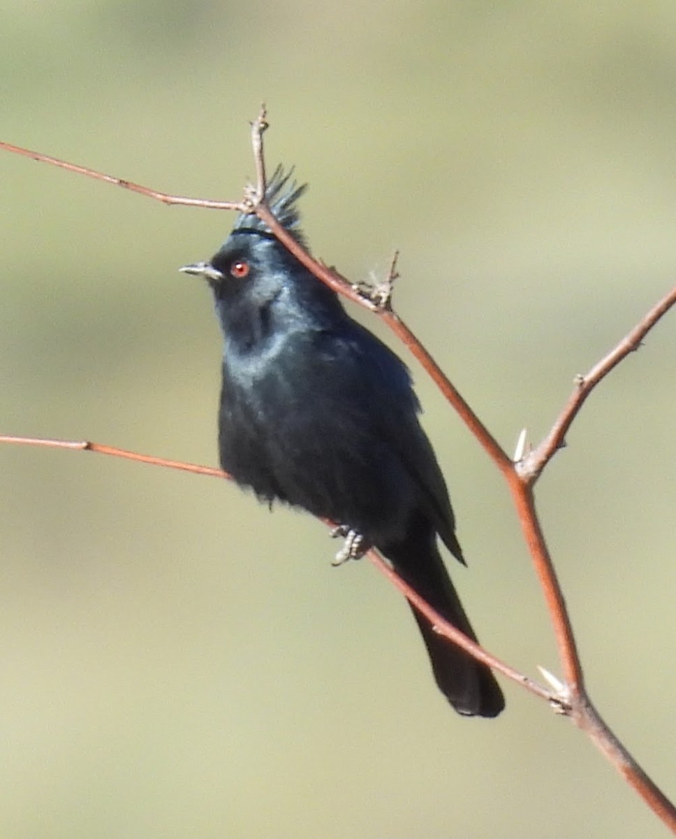 Phainopepla - ML647128987