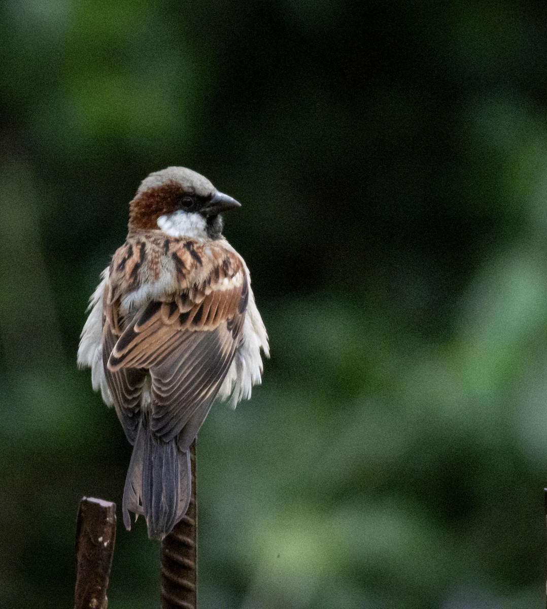 דרור בית (הודי) - ML647128988