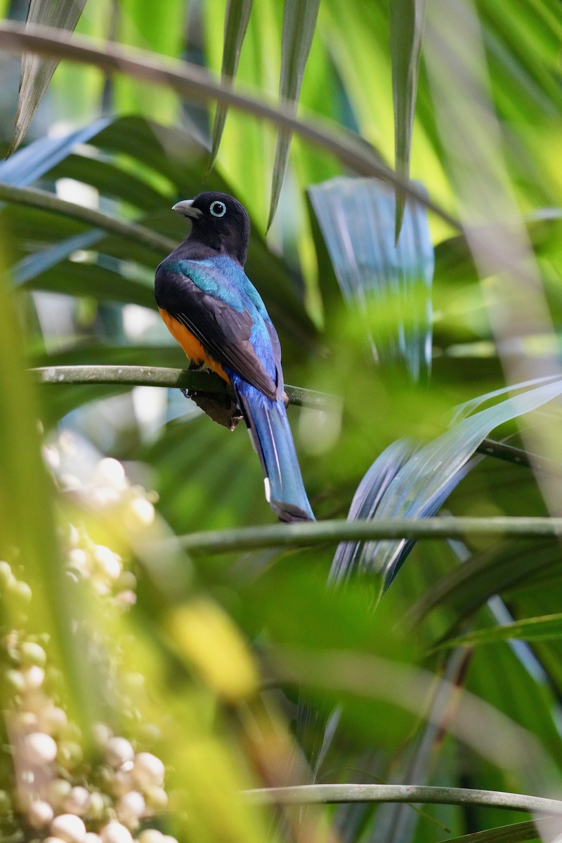 Gartered Violaceous Trogon - ML647129009