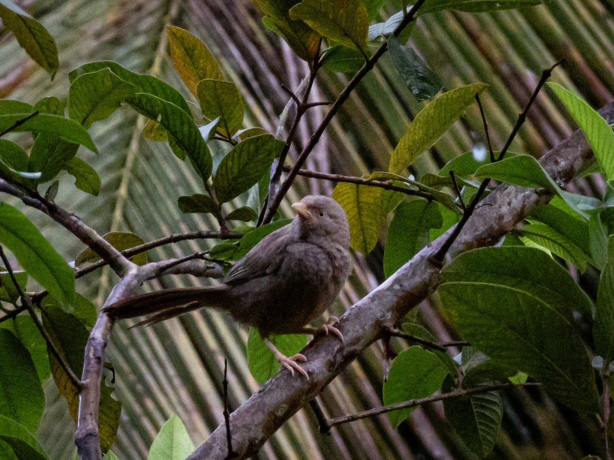 Yellow-billed Babbler - ML647129017