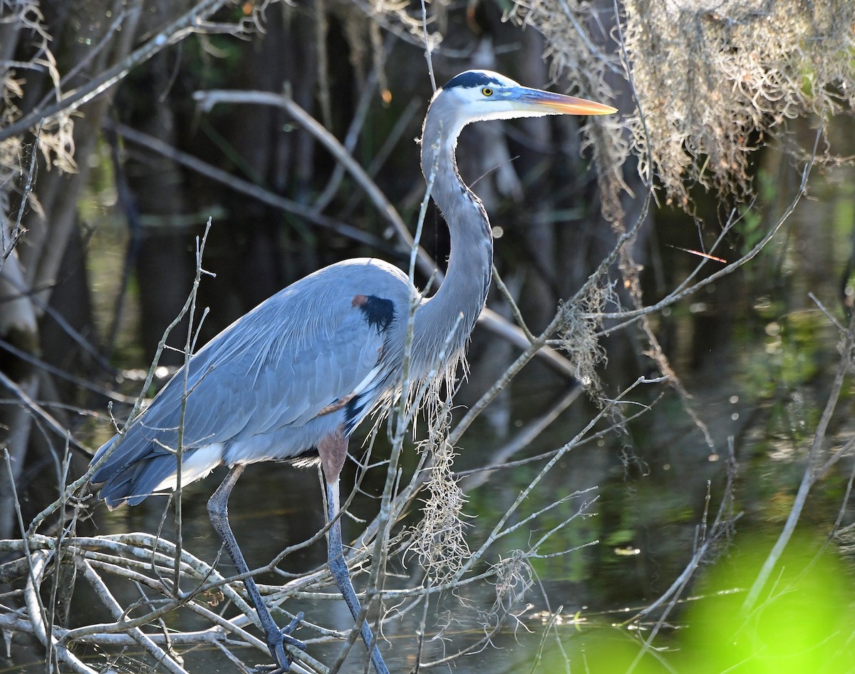 Great Blue Heron - ML647129021