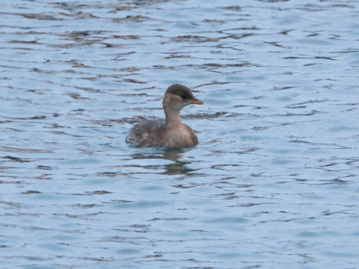Little Grebe - ML647129025