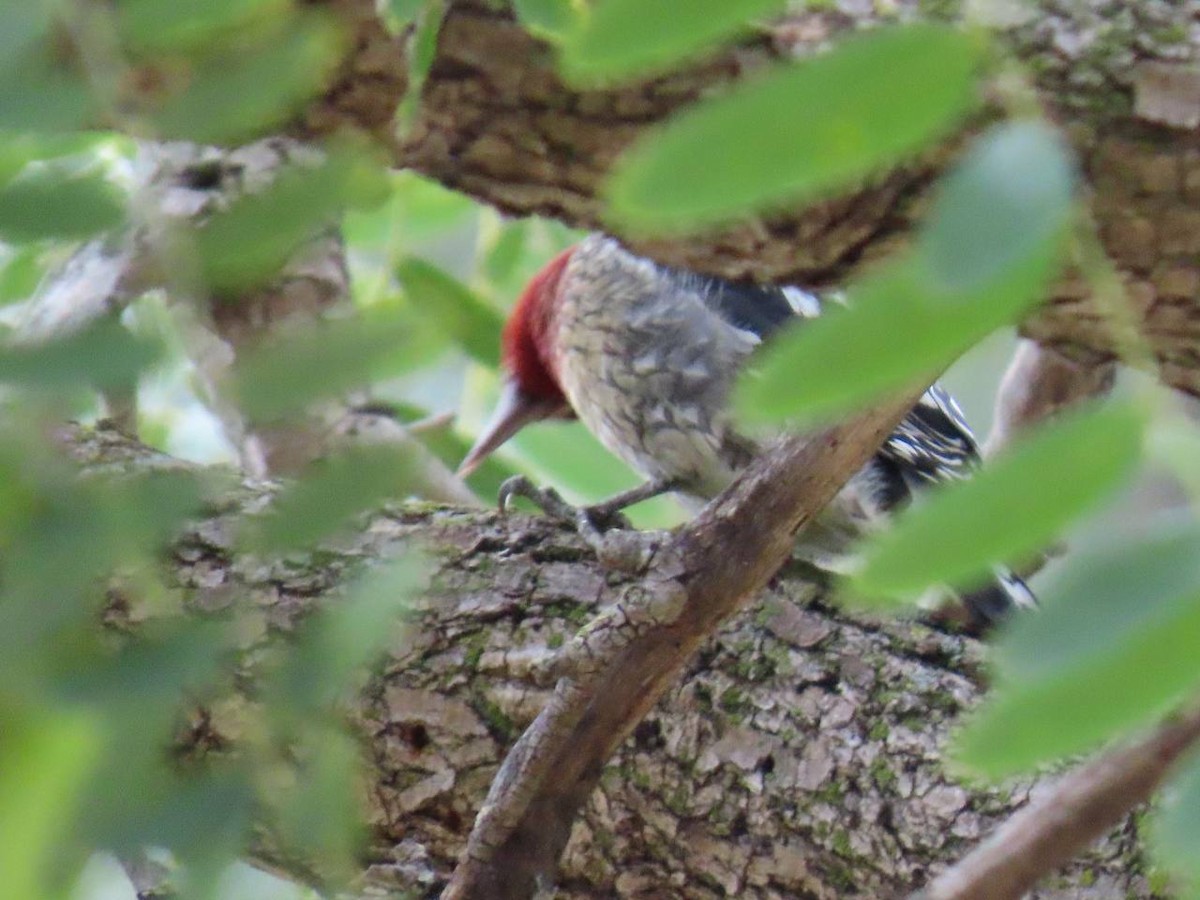 Red-breasted Sapsucker - ML647129035