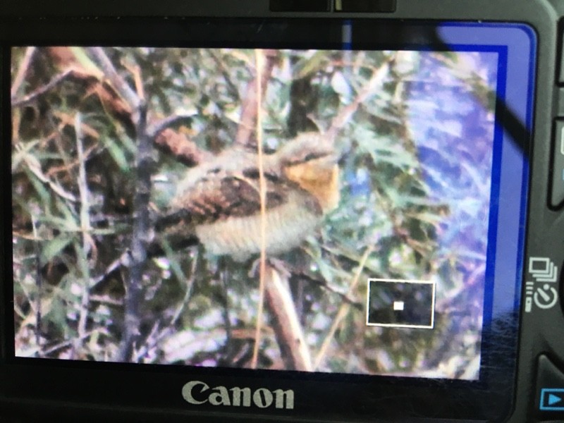 Крутиголовка звичайна - ML647129040