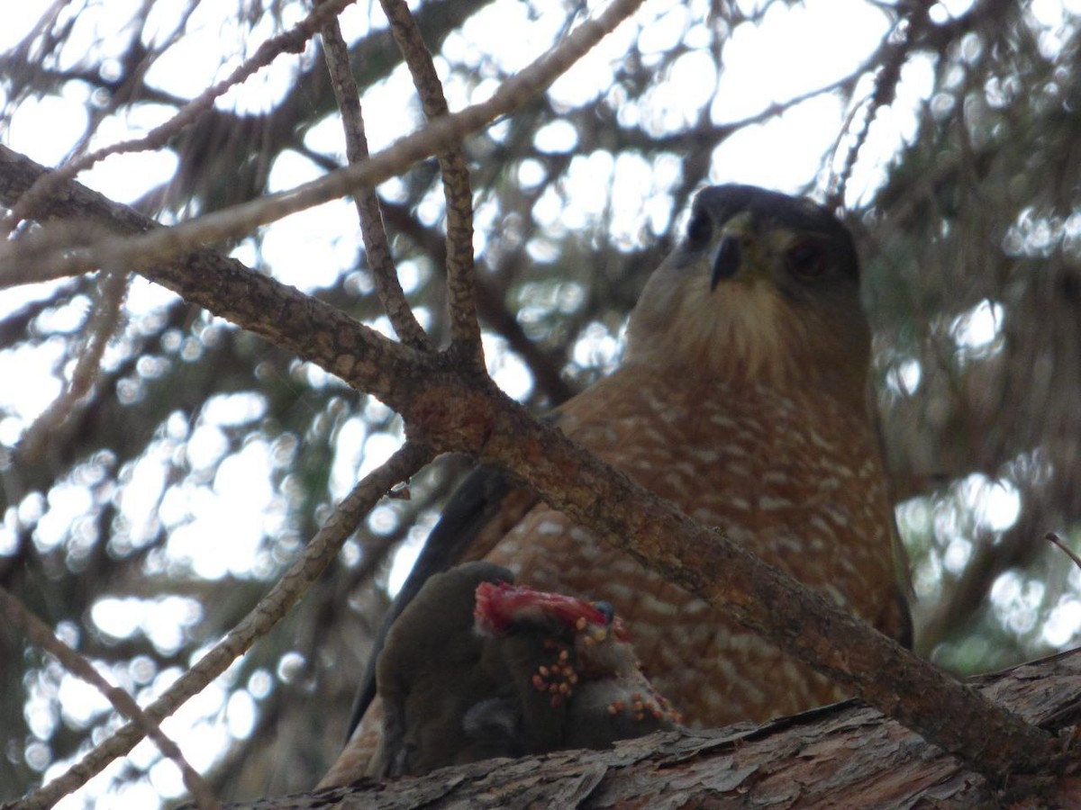 Cooper's Hawk - ML647129053