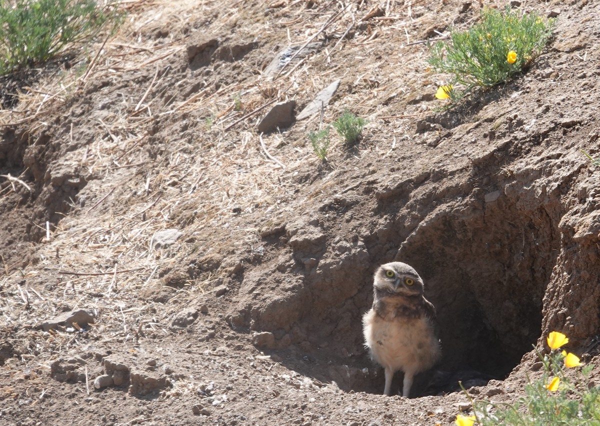 Burrowing Owl - ML647129062