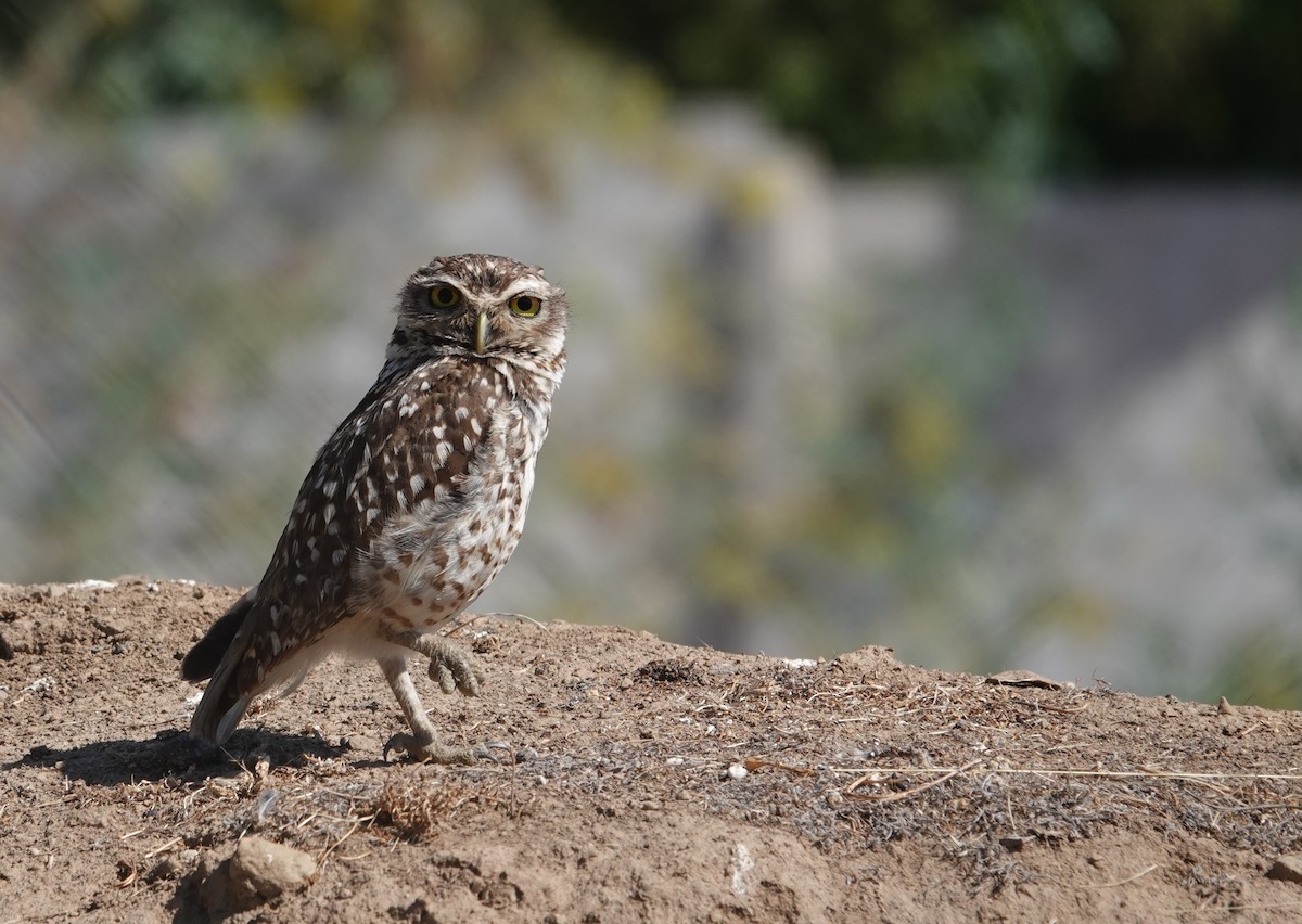 Burrowing Owl - ML647129063