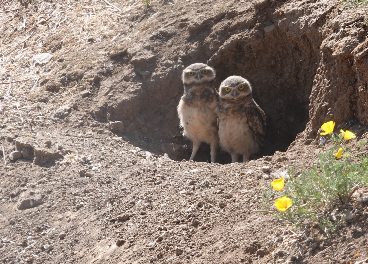 Burrowing Owl - ML647129064