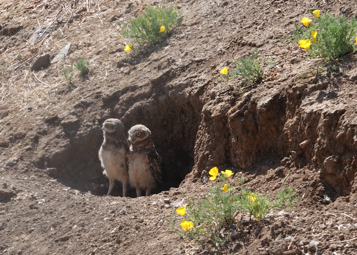 Burrowing Owl - ML647129065