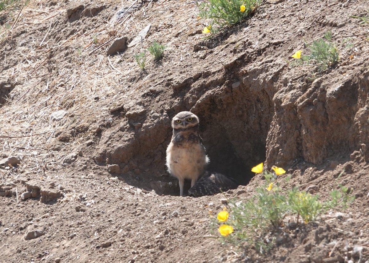 Burrowing Owl - ML647129066