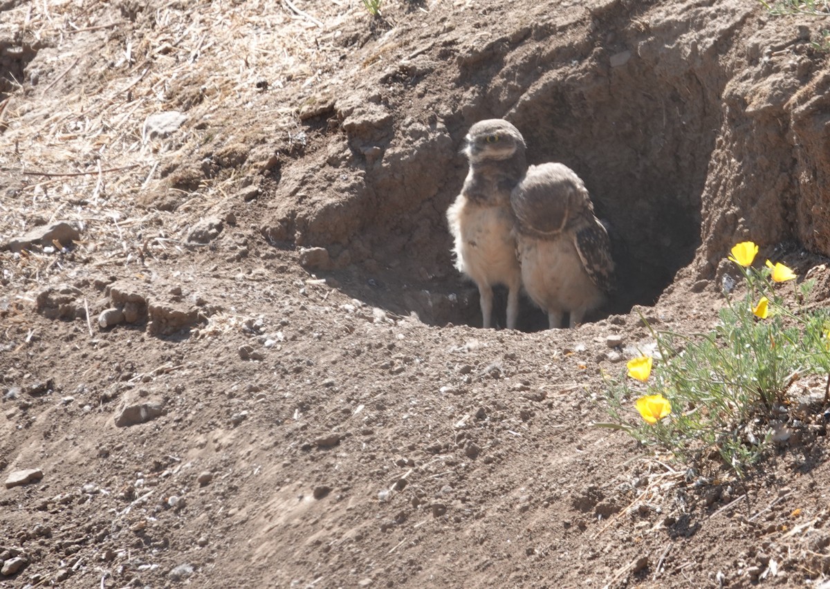 Burrowing Owl - ML647129067