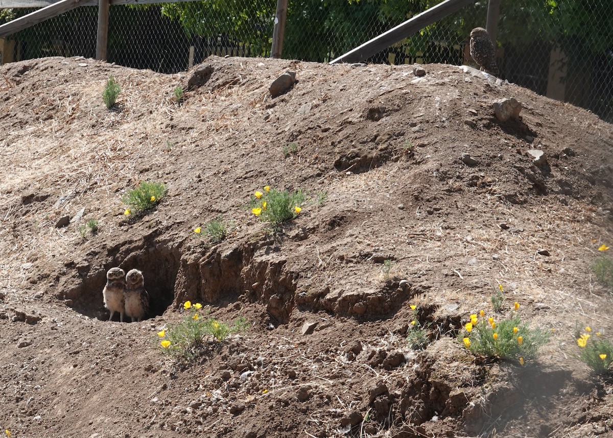 Burrowing Owl - ML647129068