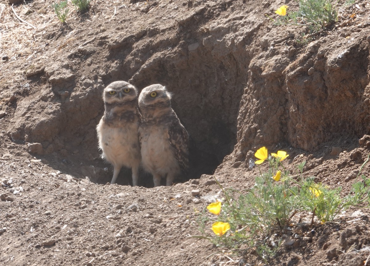 Burrowing Owl - ML647129069