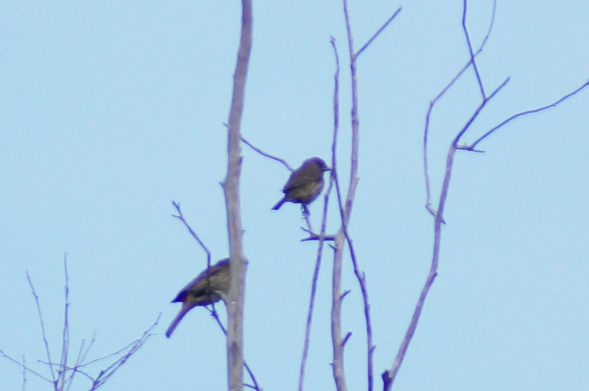 Roselin familier - ML647129071