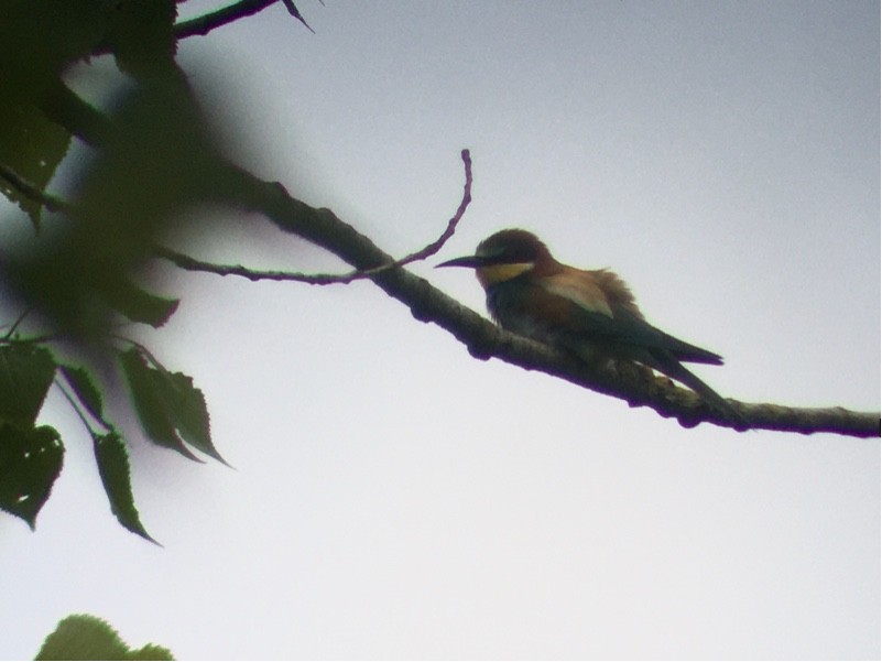 Бджолоїдка звичайна - ML647129124