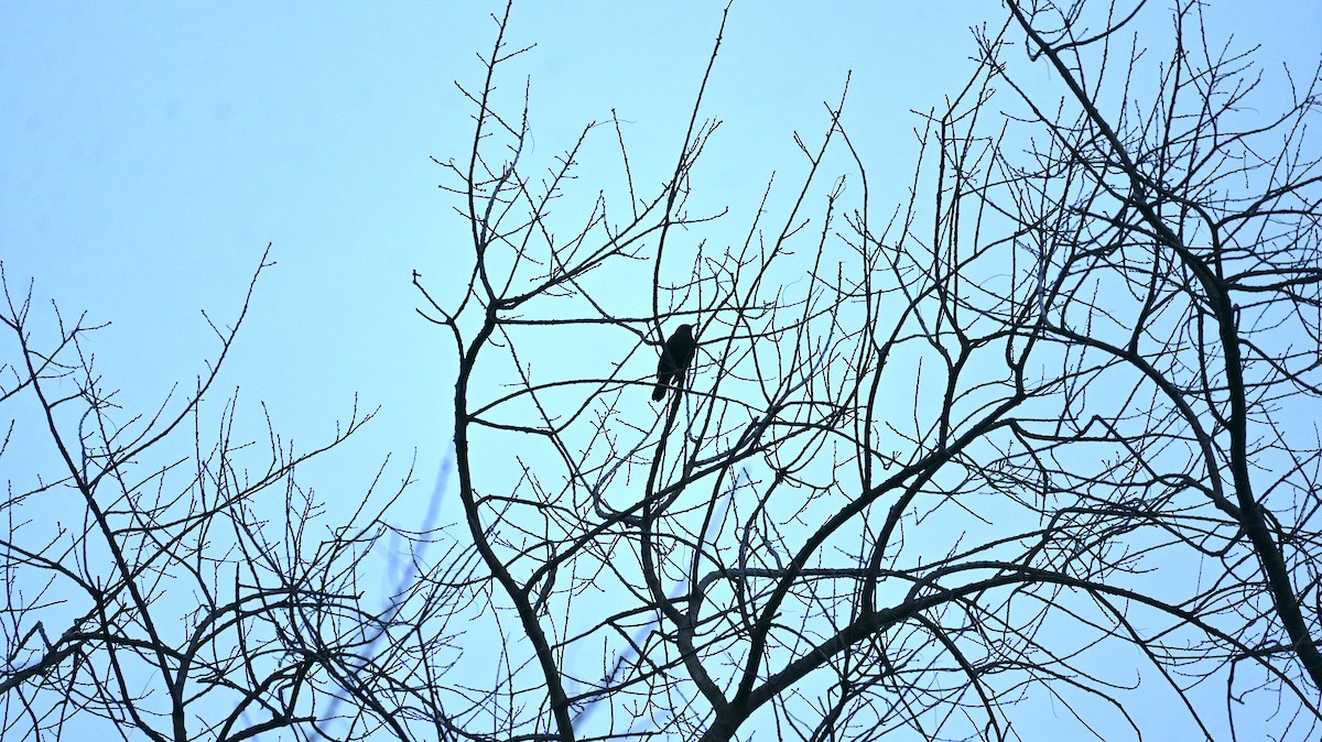 Eurasian Blackbird - ML647129135