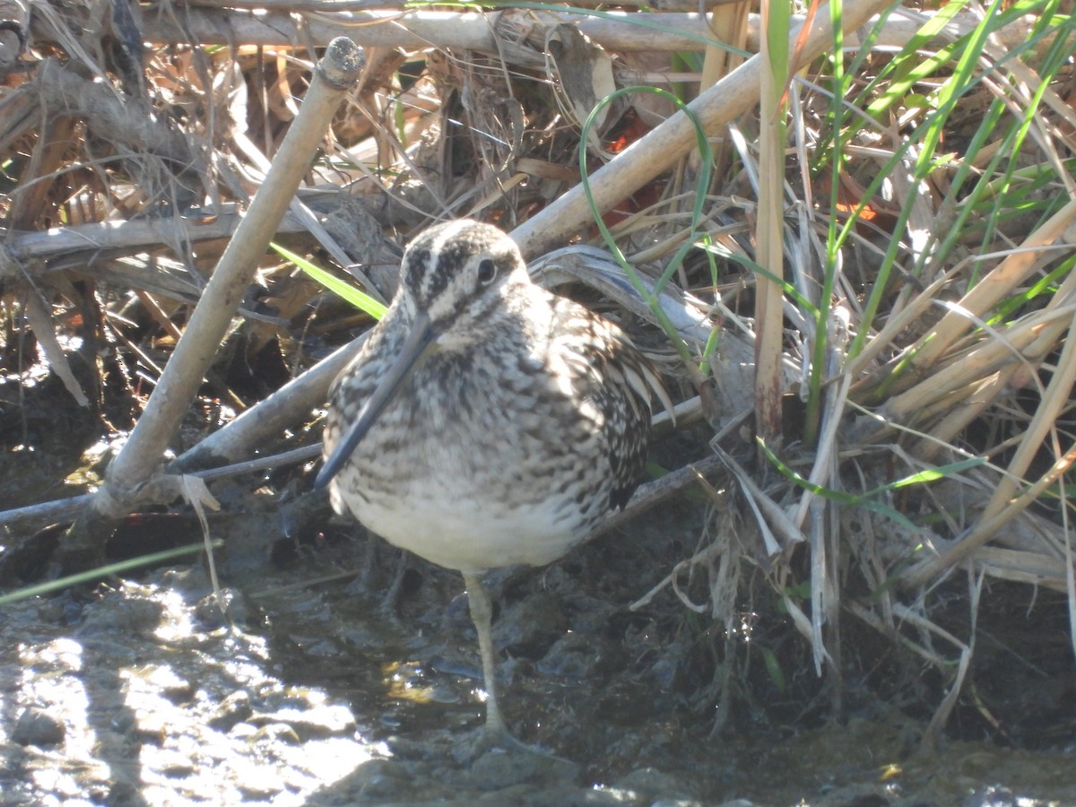 Common Snipe - ML647129137