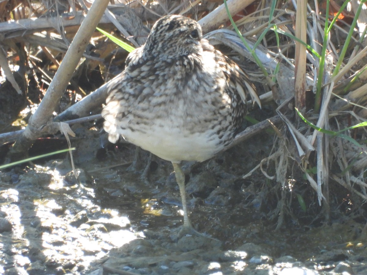 Common Snipe - ML647129138