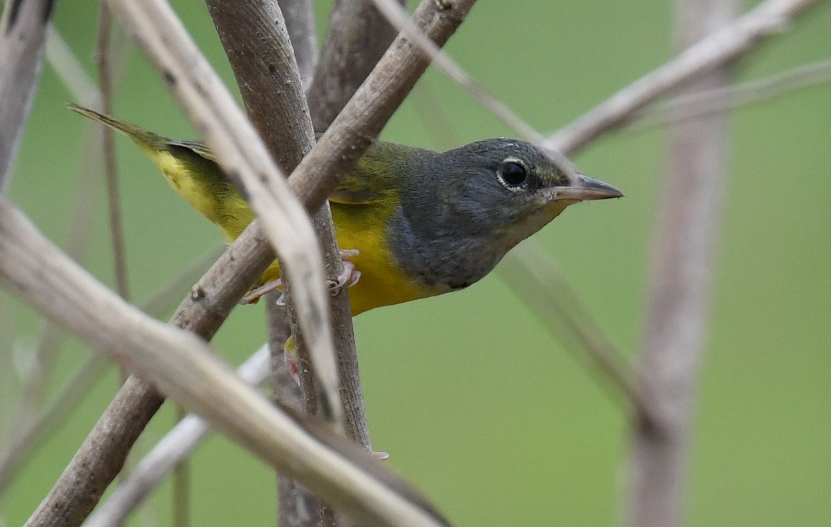 Mourning Warbler - ML647129142