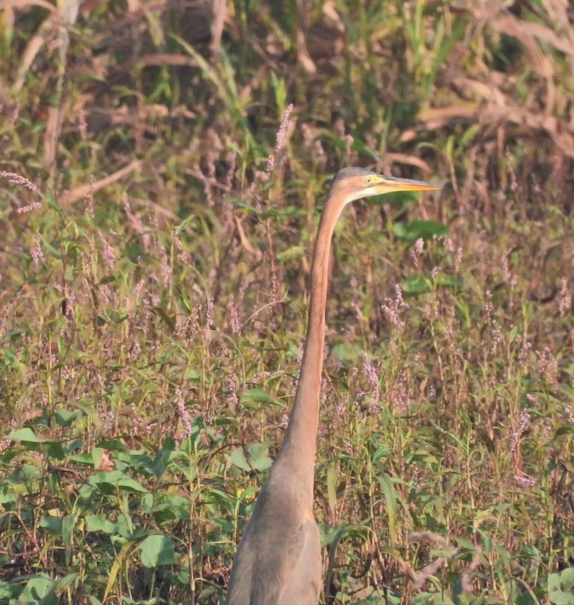 Purple Heron - ML647129147