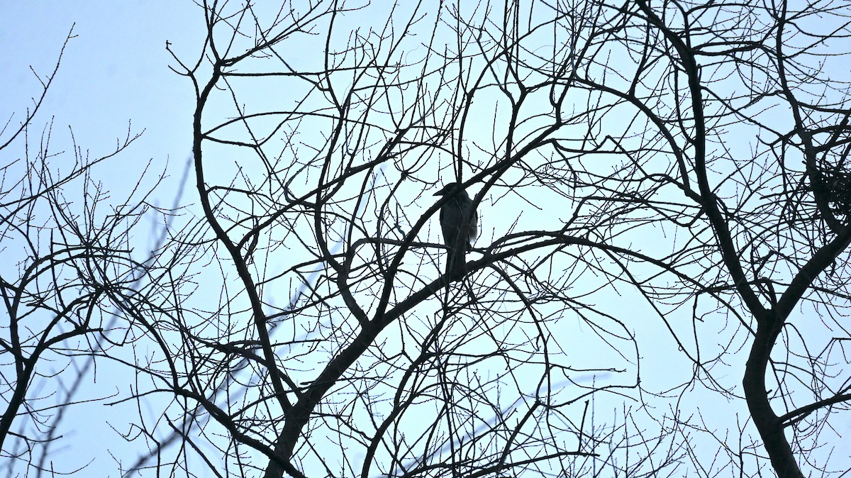 Hooded Crow - ML647129148