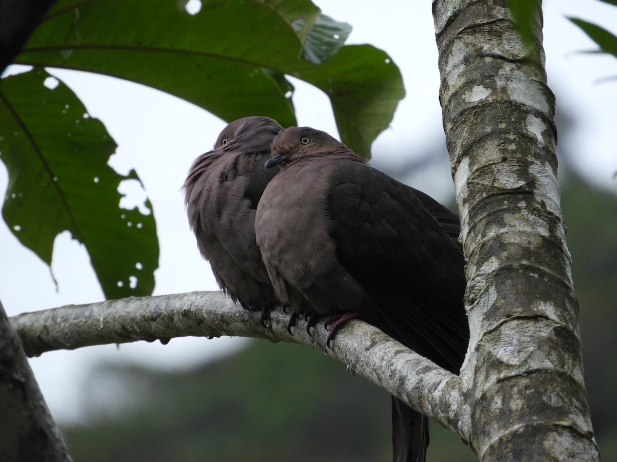 Plumbeous Pigeon - ML647129152