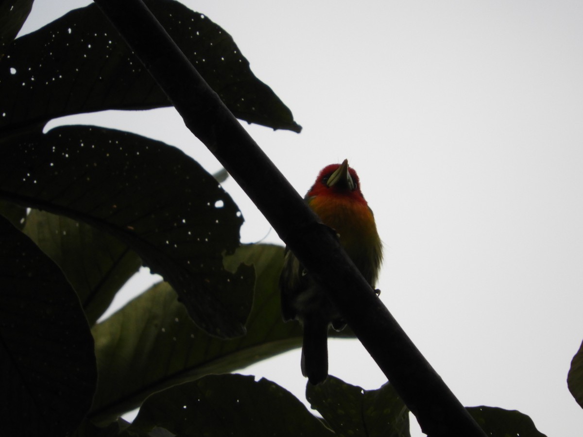 Red-headed Barbet - ML647129172