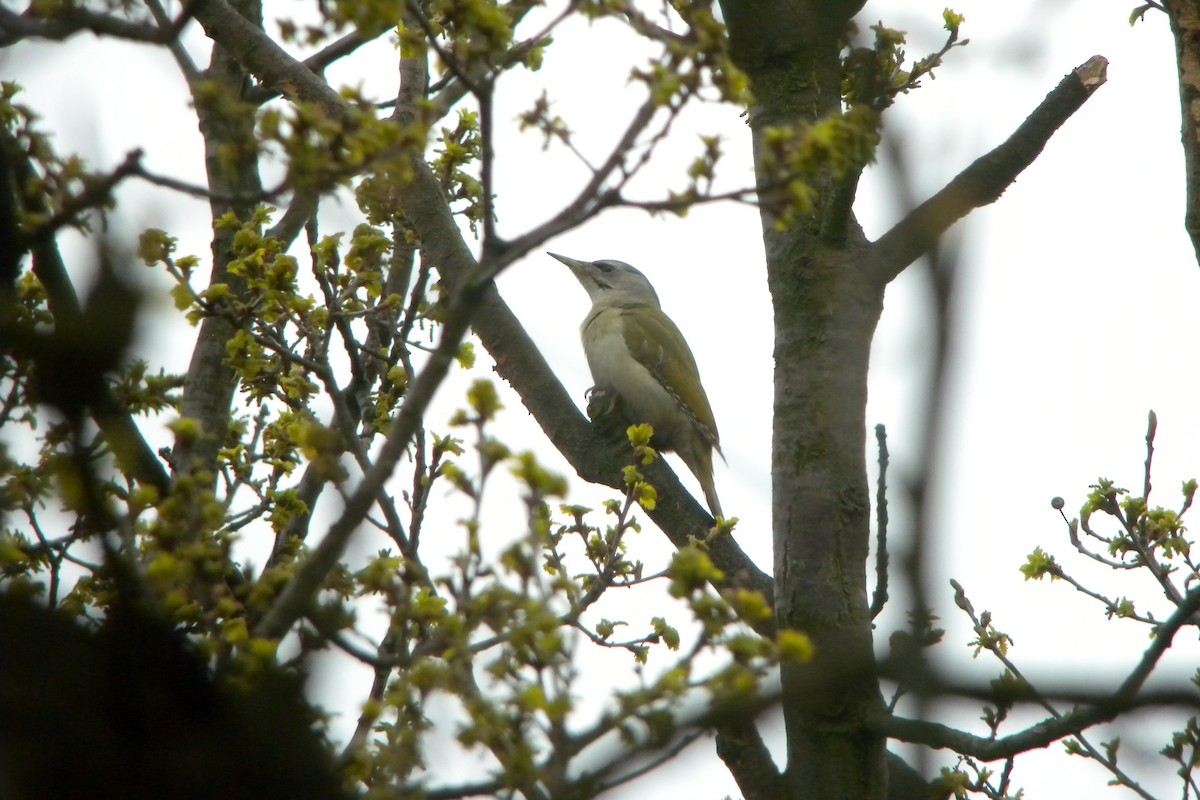 Pic cendré - ML647129176