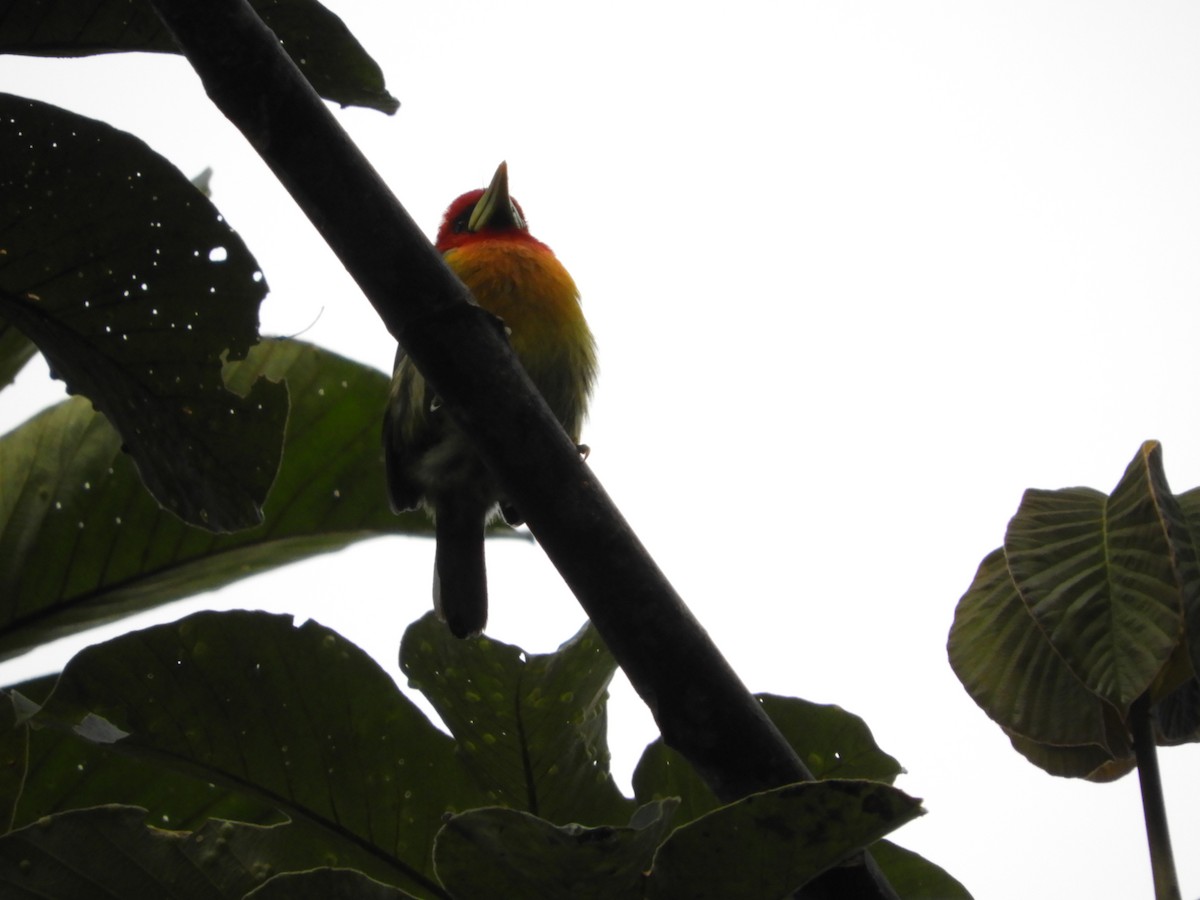 Red-headed Barbet - ML647129181