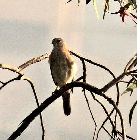 Shikra - ML647129190