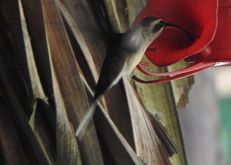 Long-tailed Hermit - ML647129200