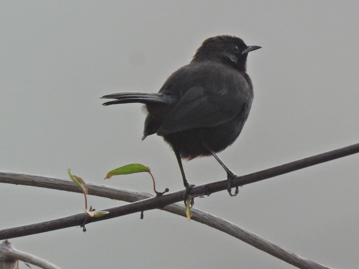Indian Robin - ML647129226