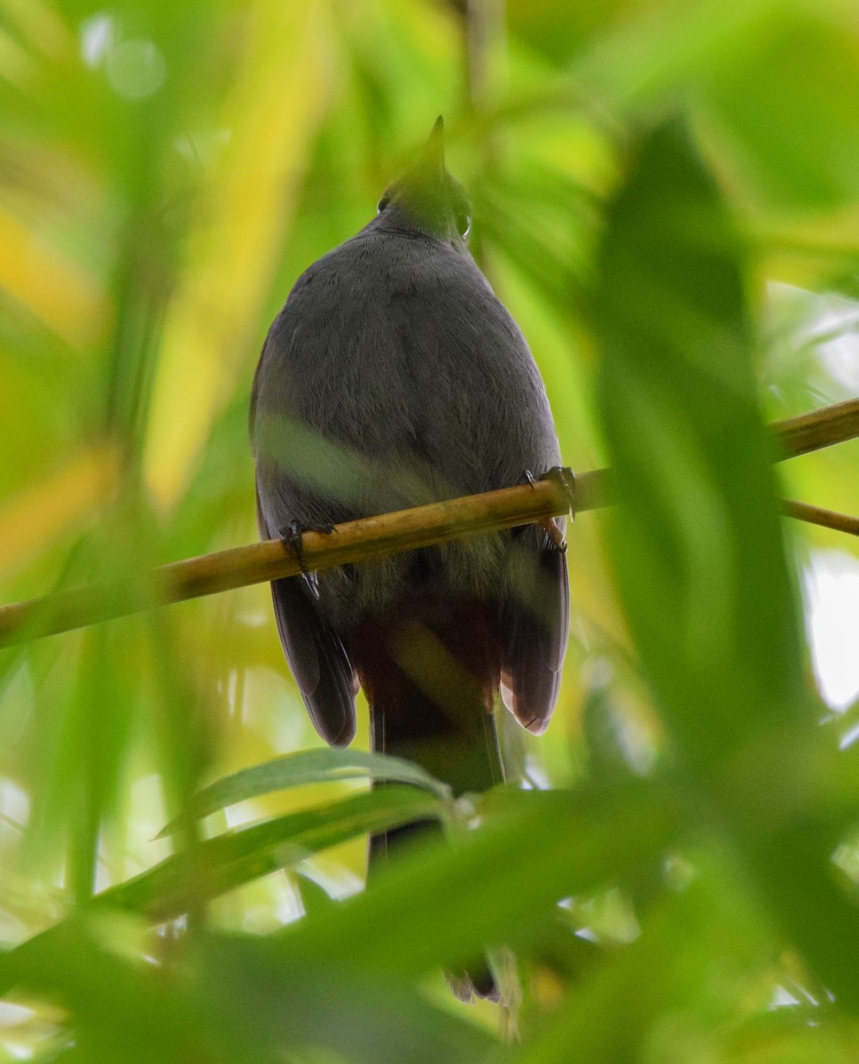 Gray Catbird - ML647129227