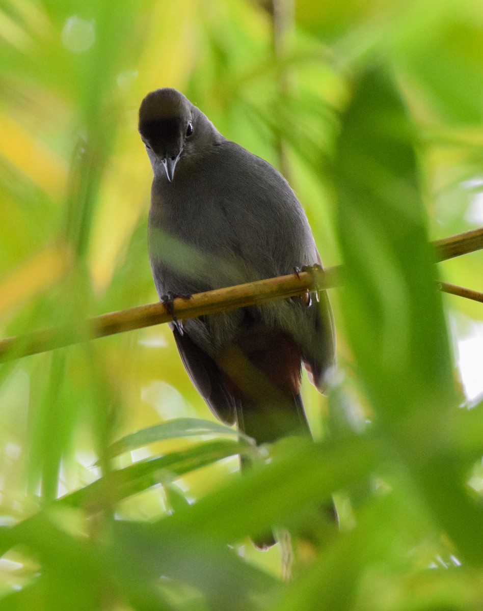 Gray Catbird - ML647129228