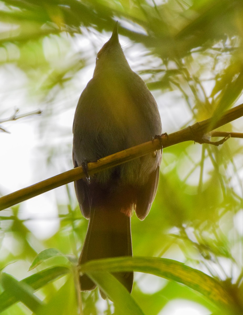 Gray Catbird - ML647129229