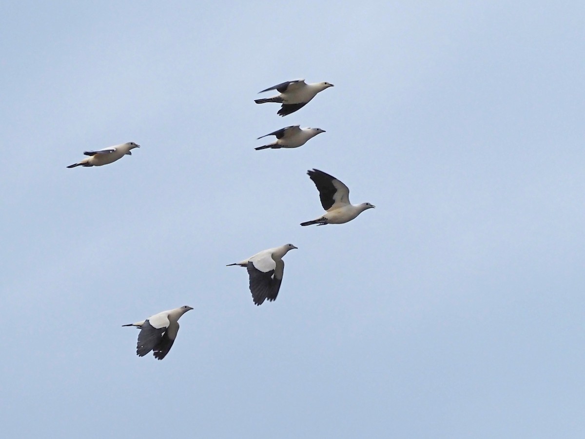 Torresian Imperial-Pigeon - ML647129230