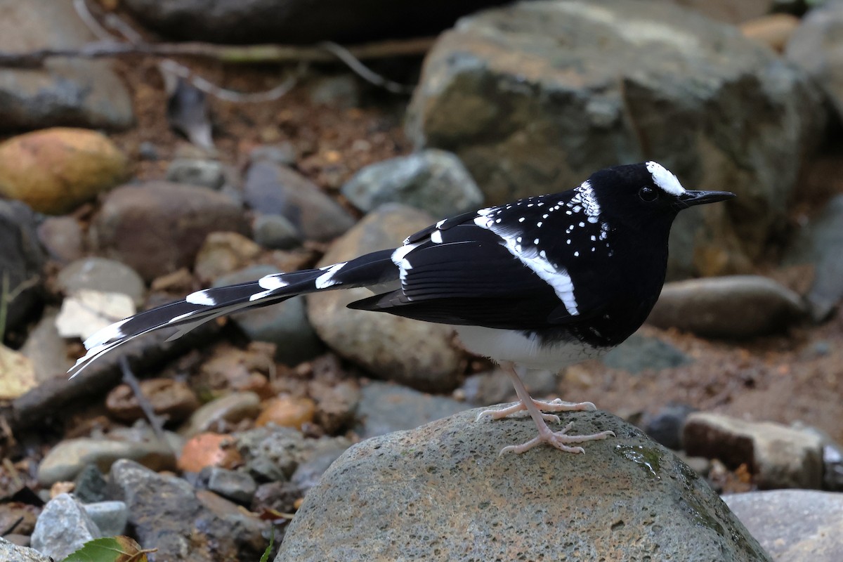 Spotted Forktail - ML647129236