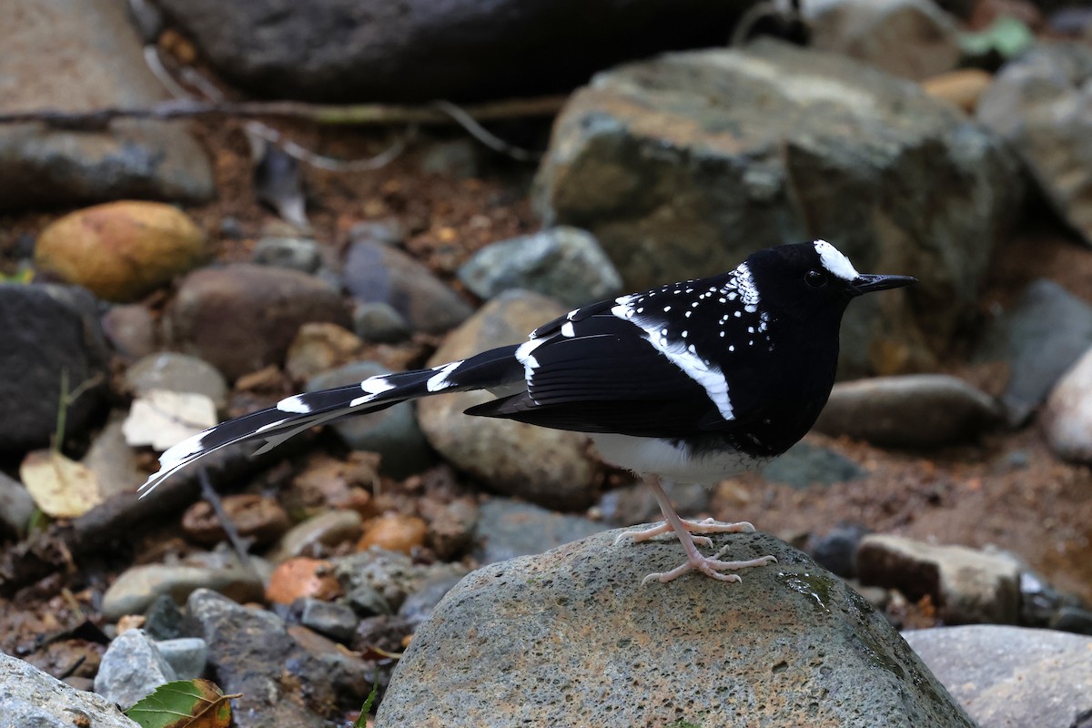 Spotted Forktail - ML647129237