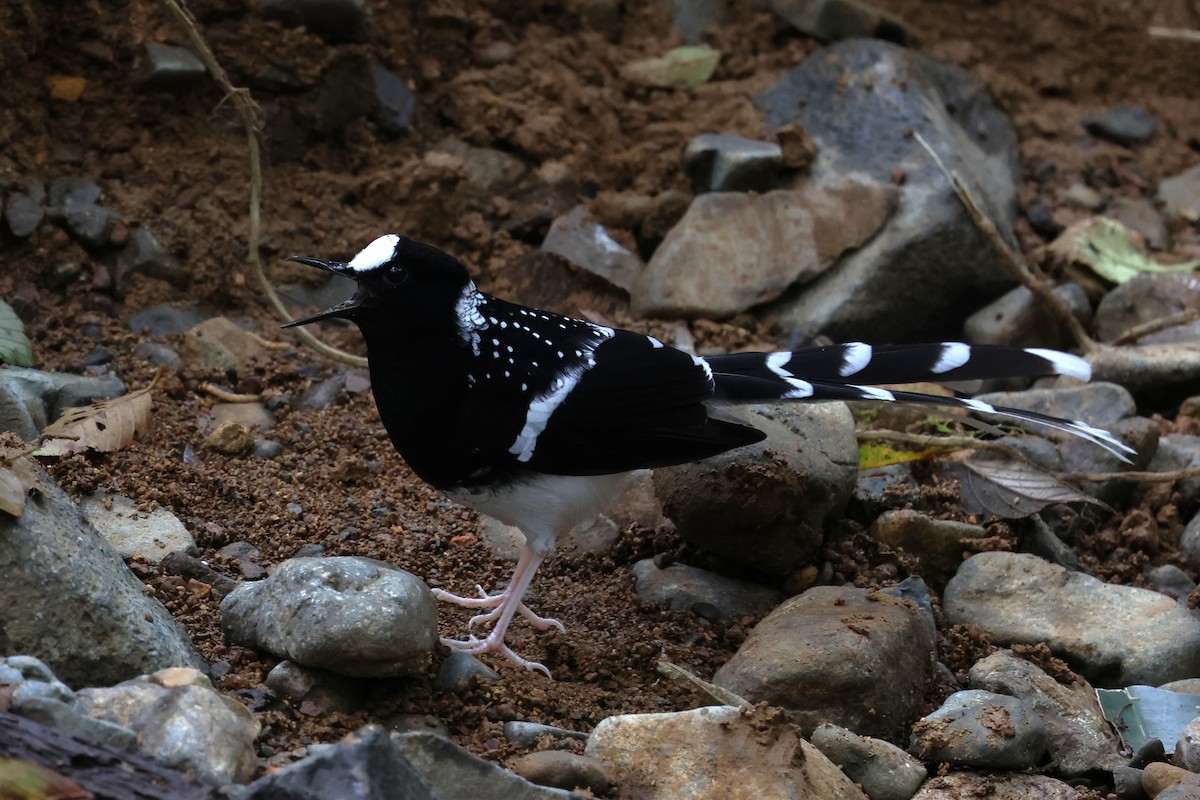 Spotted Forktail - ML647129238
