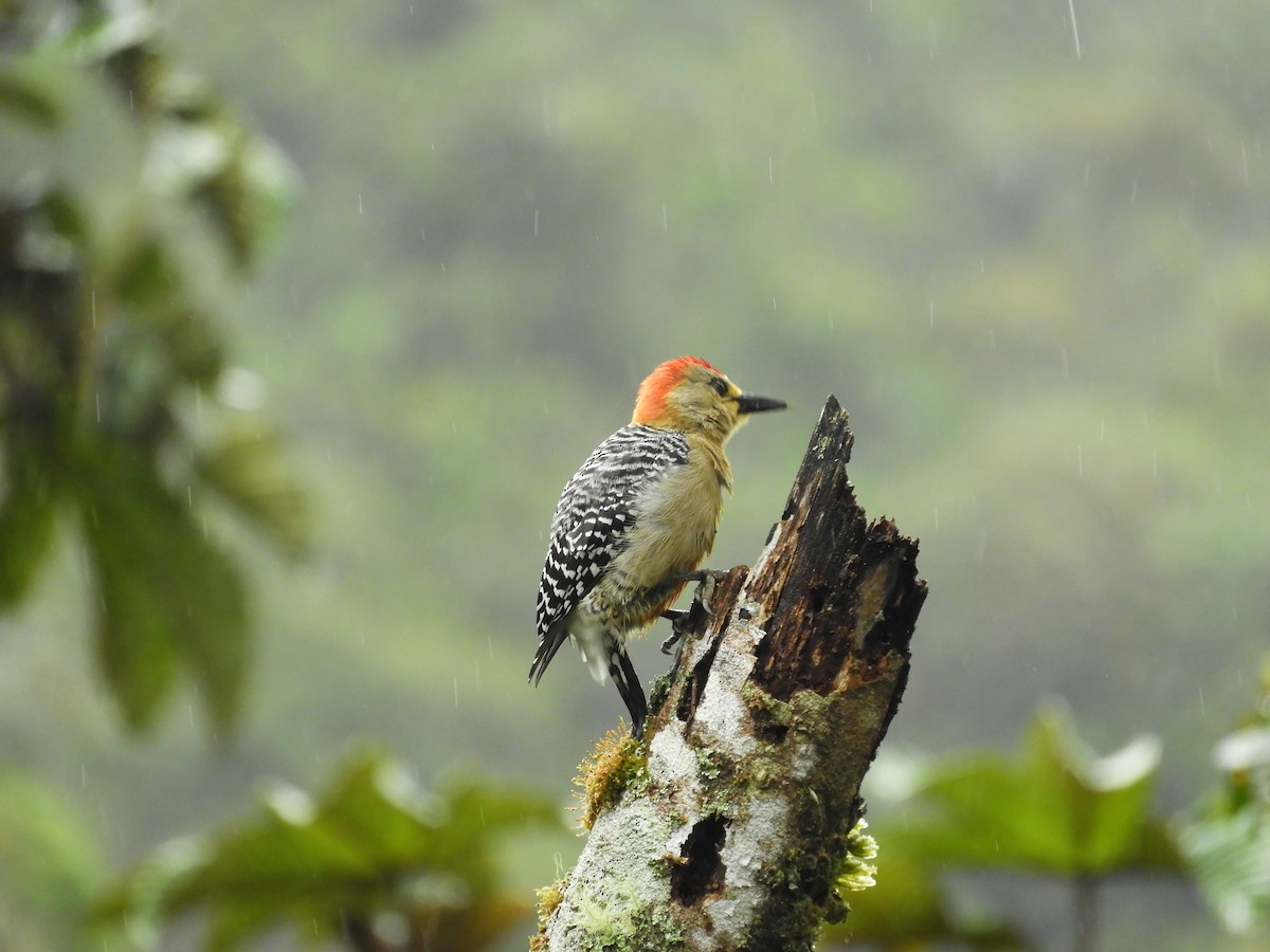 Red-crowned Woodpecker - ML647129240