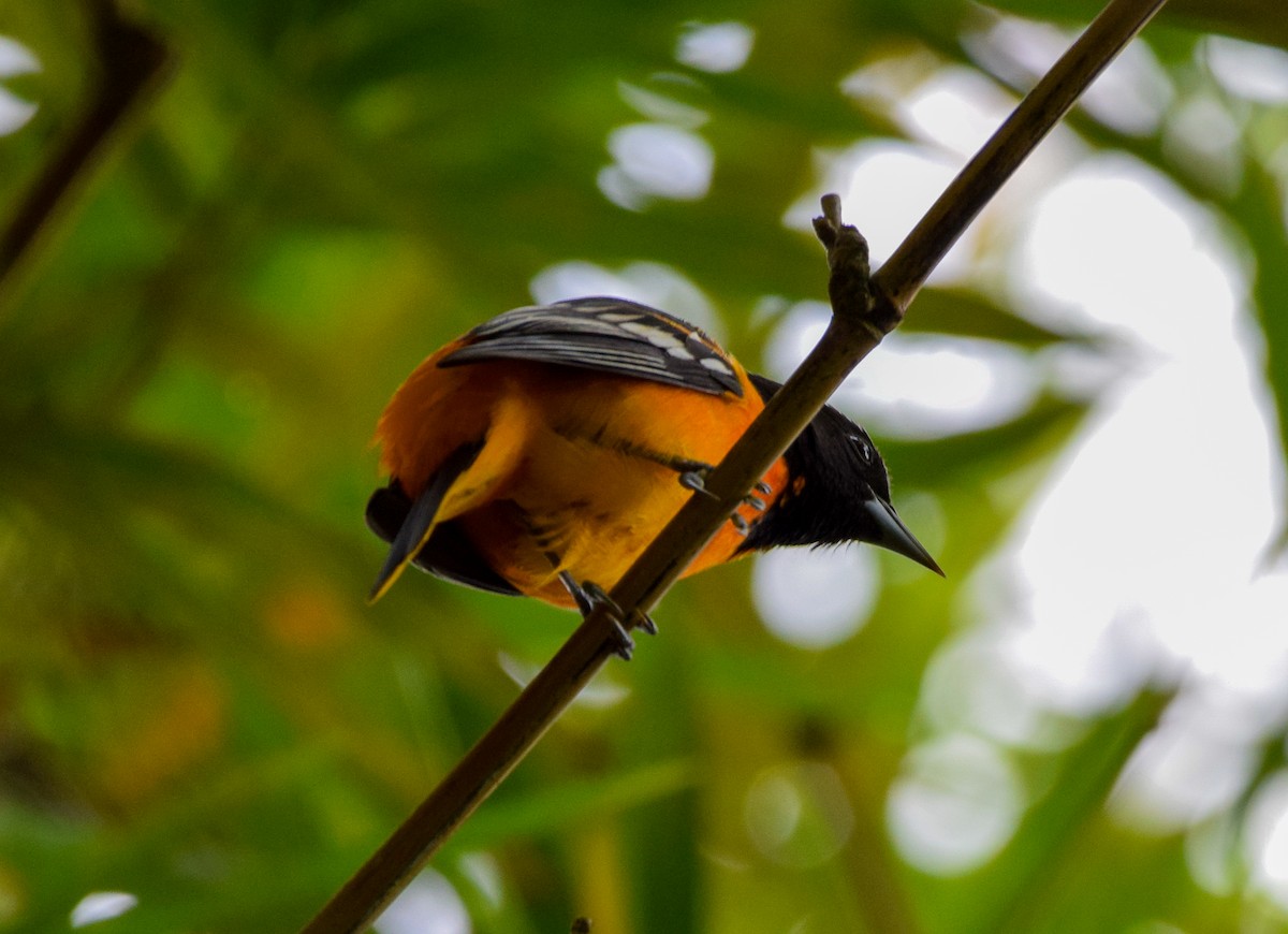 Балтиморский трупиал - ML647129246