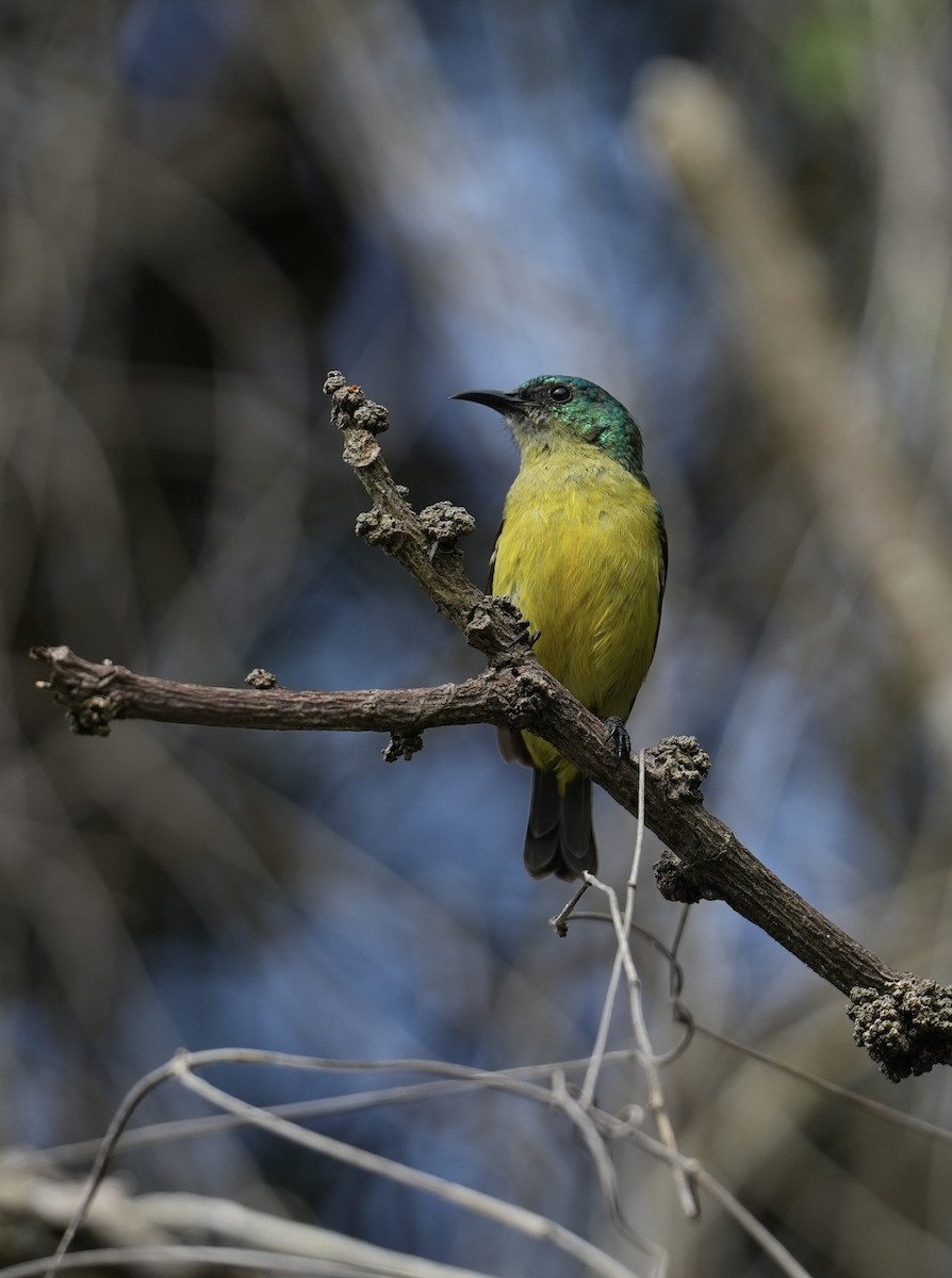 Collared Sunbird - ML647129251