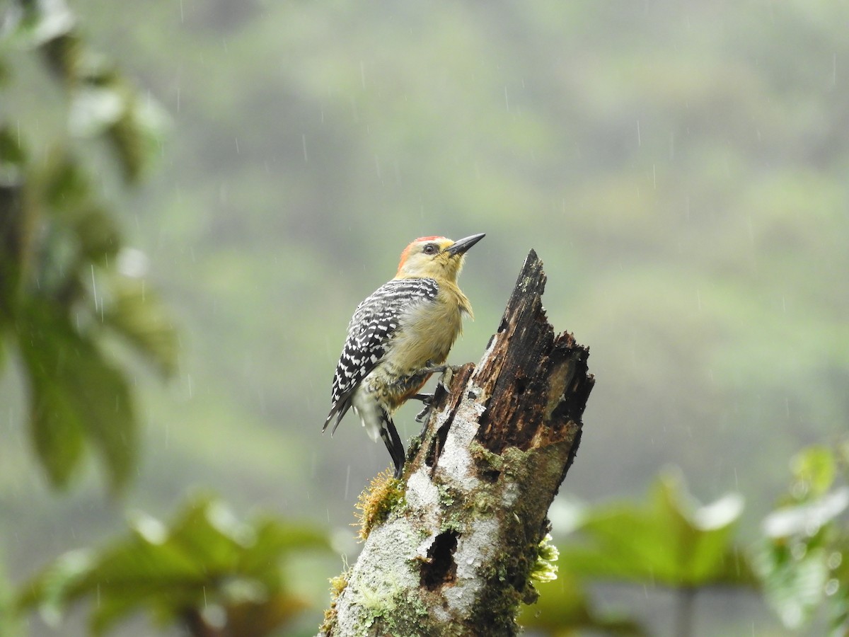 Red-crowned Woodpecker - ML647129252